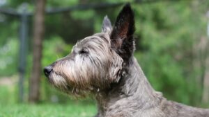 The Dog Breed Each Enneagram Type Needs to Finally Feel at Peace