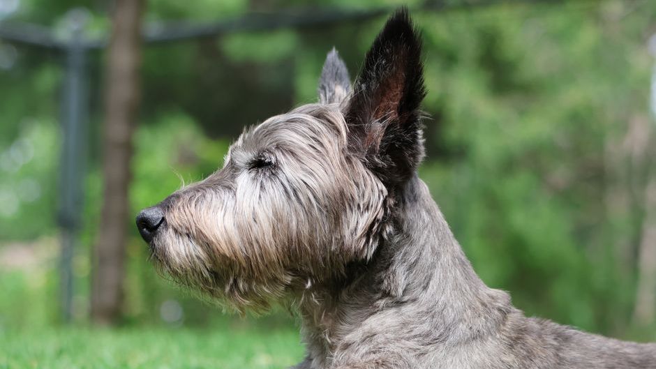 The Dog Breed Each Enneagram Type Needs to Finally Feel at Peace