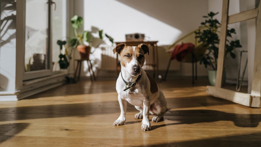 12 Things Only Dogs Do When They're Desperately Trying to Protect You From Something You Can't See