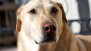 9 Subtle Dog Behaviors That Reveal Exactly How Much Stress You're Carrying
