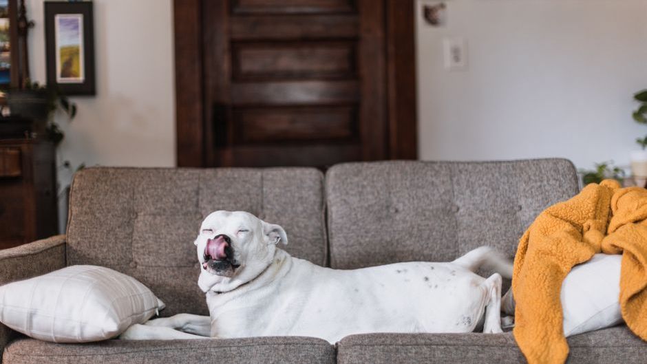 5 Dog Breeds That Love Active Owners (And 5 for Couch Potatoes)