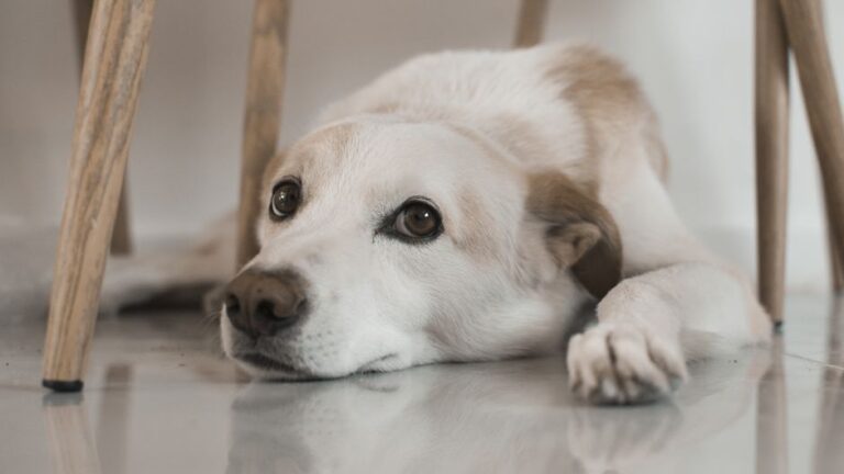 Understanding Your Dog's Avoidance of Eye Contact: A Sign of Submission, Not Guilt