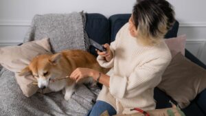 Animal Cognition Research Says When a Dog Ignores a Command It Has Heard Before It Is Not Stubbornness – the Brain Scan Data Points to Something Entirely Different