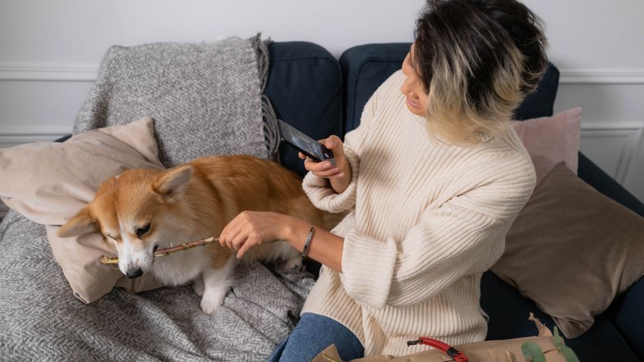 Animal Cognition Research Says When a Dog Ignores a Command It Has Heard Before It Is Not Stubbornness – the Brain Scan Data Points to Something Entirely Different