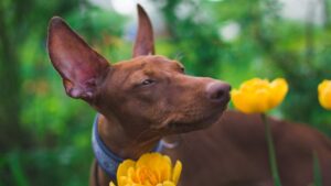 Which Ancient Dog Breed Was Born to Protect Your Zodiac Sign's Deepest Vulnerabilities