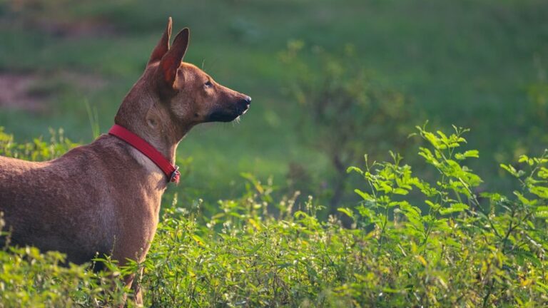 Which Rare Dog Breed Carries the Same Spiritual Energy as Your Zodiac Sign