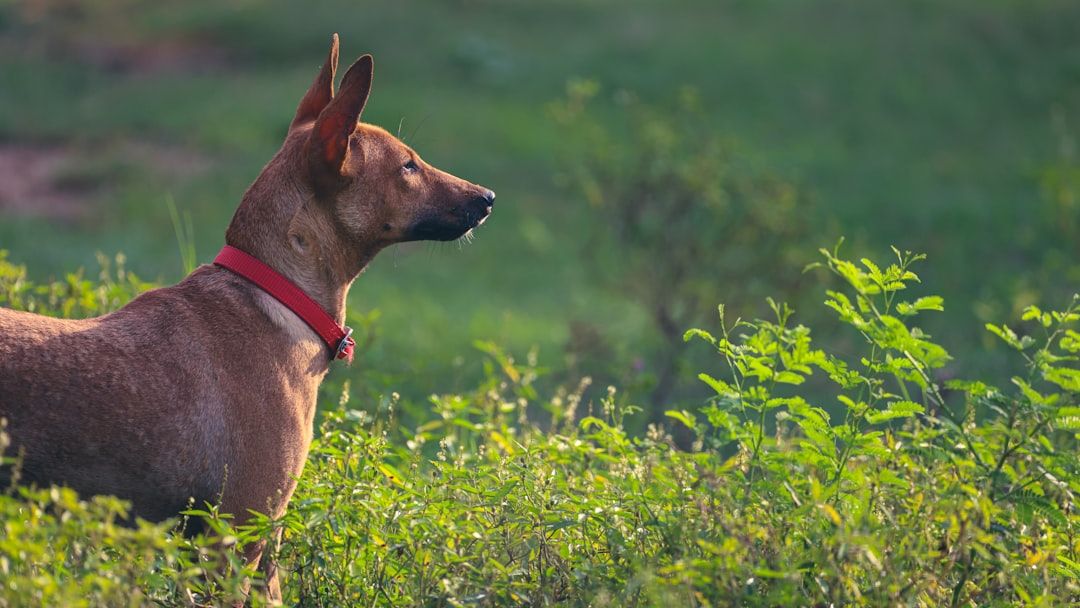 Which Rare Dog Breed Carries the Same Spiritual Energy as Your Zodiac Sign