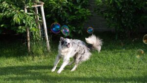 8 Things Your Dog Does Every Morning That Reveal How Happy Their Inner Life Is