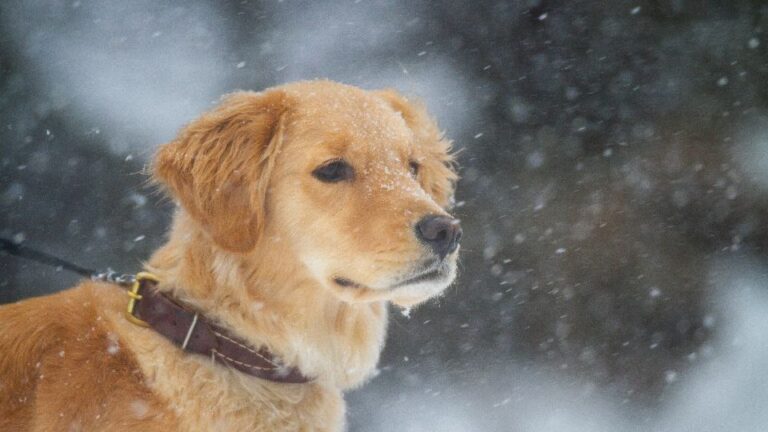 Have you ever wondered if the stars could guide you to your perfect canine companion?