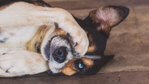 8 Dog Behaviors That Mean They've Completely Given Up on Trusting Anyone Again