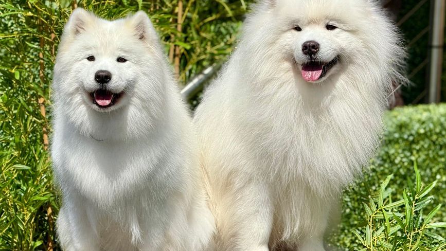 When considering adding a canine companion to your family, it's essential to look beyond the initial purchase price.