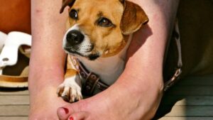 Why Dogs Choose to Sleep at Your Feet and Not Your Face - The Answer Is Beautiful