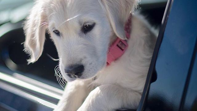 11 Signs Your Dog Has Never Truly Forgotten the Person Who Abandoned Them