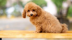 The One Breed That Behaviorists Say Is the Closest Thing to a Human Soul