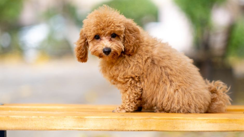 The One Breed That Behaviorists Say Is the Closest Thing to a Human Soul