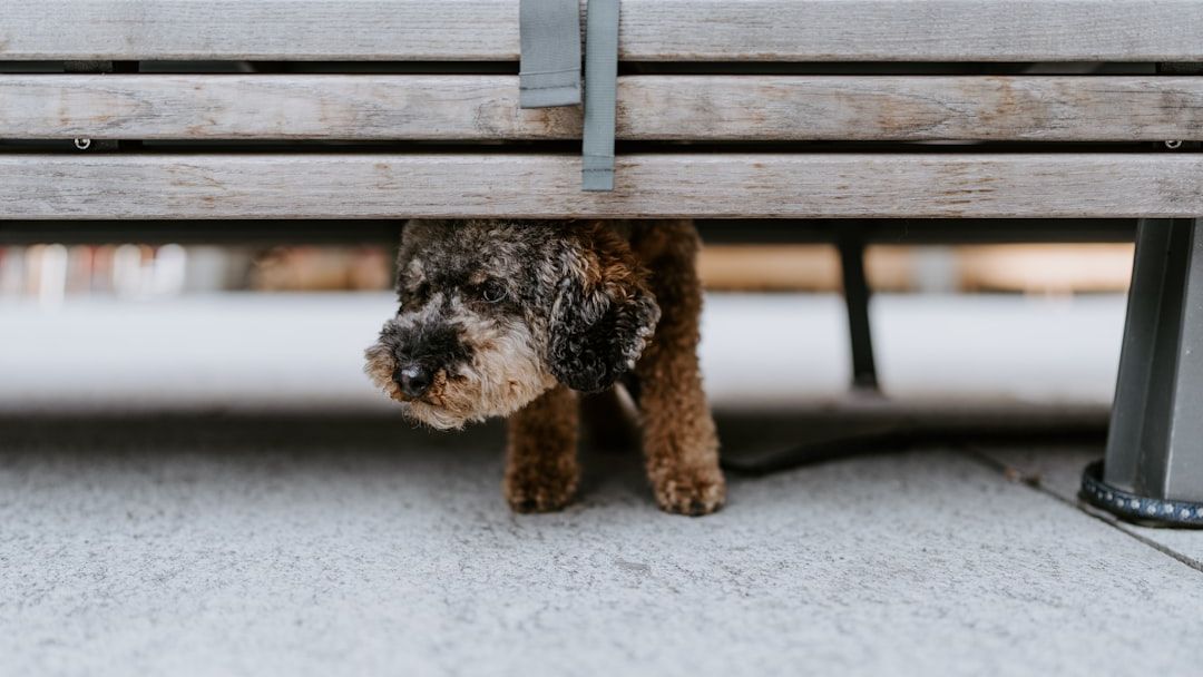 Ever noticed your dog acting strangely before a storm hits?