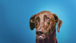 8 Ways Your Dog Becomes Physically Ill When You're Emotionally Neglecting Them