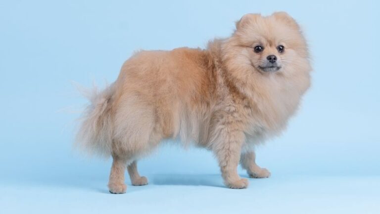 Have you ever wondered if the stars could guide you to your perfect canine companion?