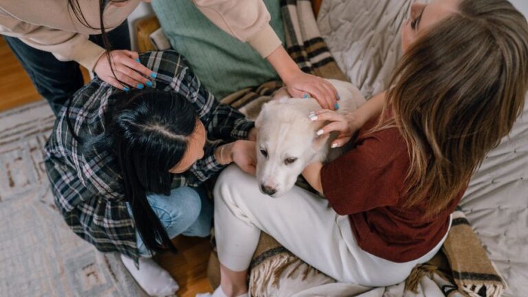 7 Moments That Break a Dog's Heart - And How to Heal Them After
