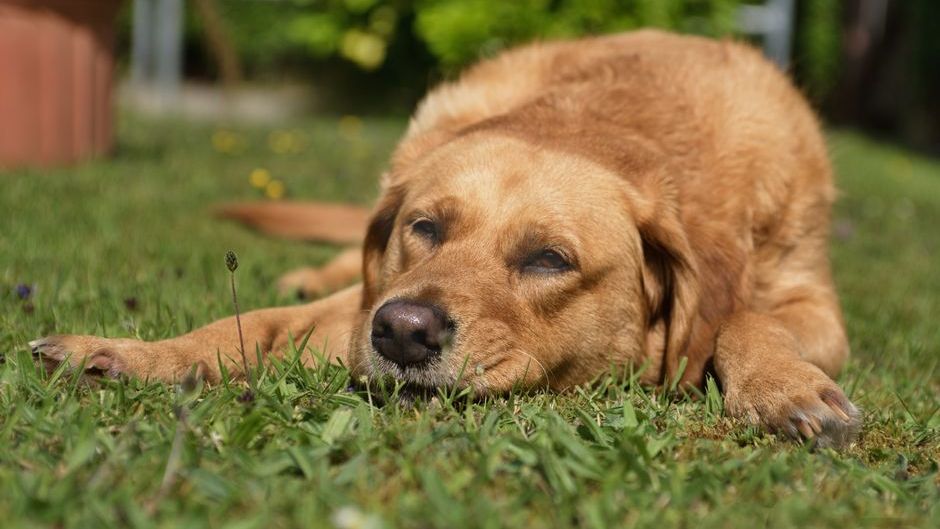 9 Silent Ways a Dog Tells You Your Relationship Is Making Them Sad