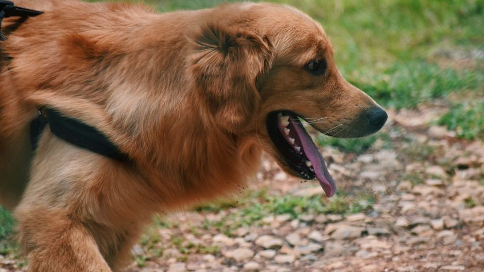 7 Silent Changes in Your Dog's Breathing Pattern That Veterinarians Say Mean You Should Rush to the Emergency Room