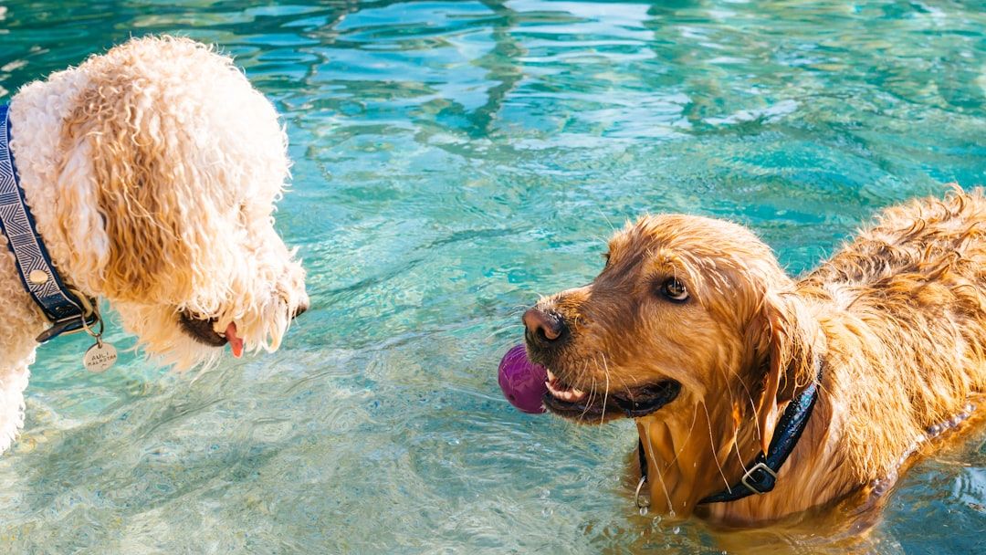10 Things Senior Dog Owners Do Differently That Make Their Pets Live Longer