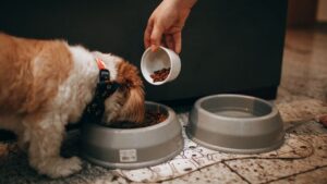 7 Things People With Anxiety Do That Their Dogs Actually Find Comforting