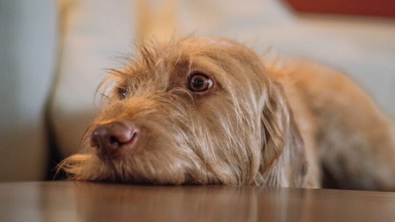Why Yaour Dog Refuses to Leave the Room When You Argue - The Psychology Is Profound