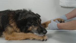 If You're a Senior Dog Owner, Never Ignore These 8 Signs From Your Pet
