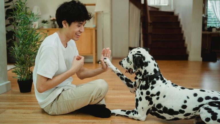 Animal Psychology Says Dogs Who Lived Through Rehoming Once Will Spend the Rest of Their Life Monitoring You for Signs You're About to Leave Them Again