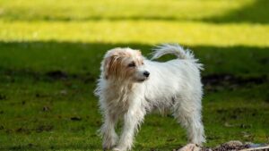8 Subtle Ways Your Dog Warns You About People Who Will Eventually Betray You