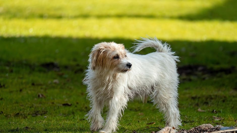 8 Subtle Ways Your Dog Warns You About People Who Will Eventually Betray You