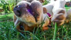 The Dog Personality Each Zodiac Sign Secretly Attracts Into Their Life