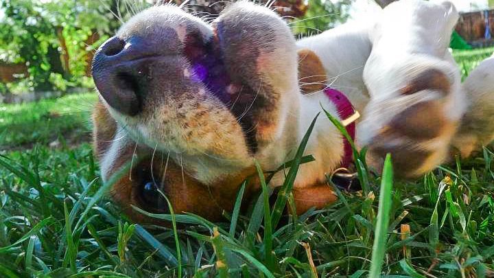 The Dog Personality Each Zodiac Sign Secretly Attracts Into Their Life