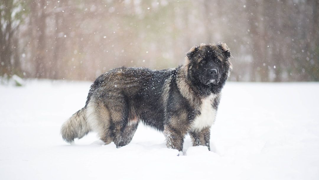 10 Giant Dog Breeds That Act Like Newborn Puppies Until Their Very Last Day