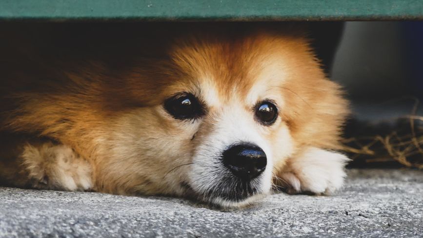What Your Dog Thinks When You Come Home Late - And Why It Breaks Them