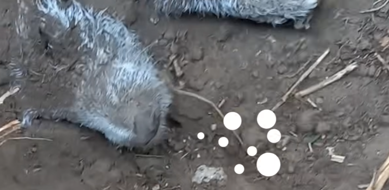 Lost Dog Found Buried In A Rabbit Hole is Finally Rescued and Taken Home