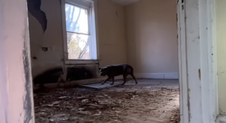Pit Bull Rescued From Abandoned St. Louis House Amid Rising Stray Crisis