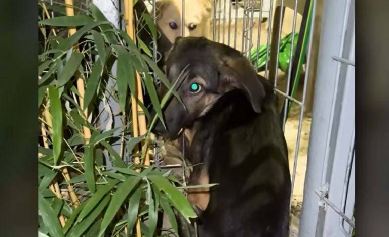 Rescued Puppy Overcomes Trauma to Ask for Cuddles
