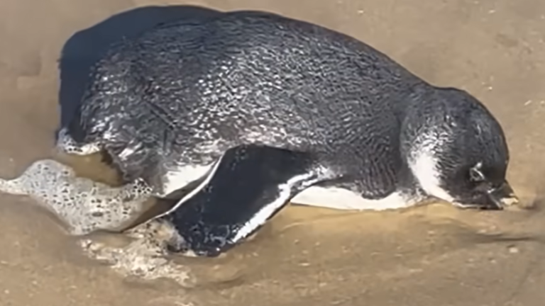 Jogger Finds Tiny Penguin Stranded on a Beach: Attempts Rescue