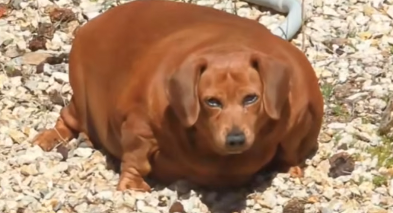 Massively Obese Dachshund Gets A Second Chance At Life