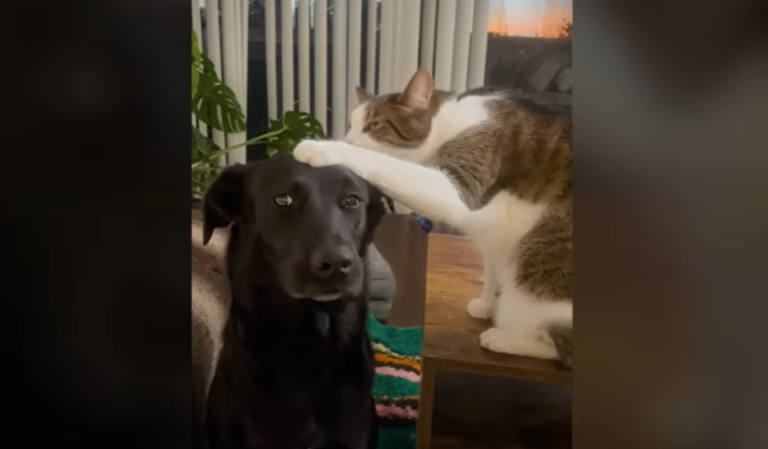 Sebastian the Cat’s Lifelong Wish for a Dog Friend Comes True