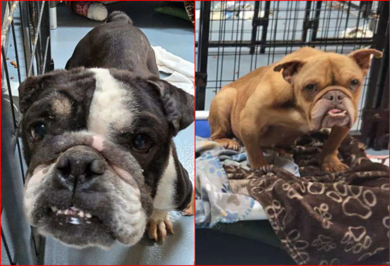 Starving Bonded French Bulldogs Rescued After One Ate Concrete To Survive