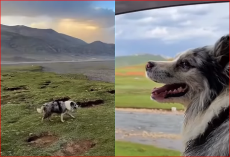Influencer Allege They Were Told to ‘Stop Making a Fuss’ After Their Dog, an Instagram Sensation Was Stolen and Sold For Consumption