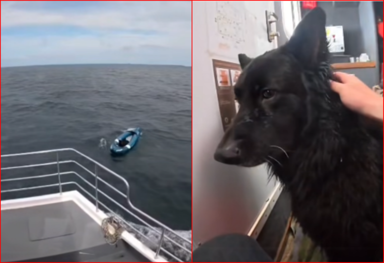 Boat Crew Rescues Dog Who Floated in Raft for Two Hours After Being Blown Out To Sea