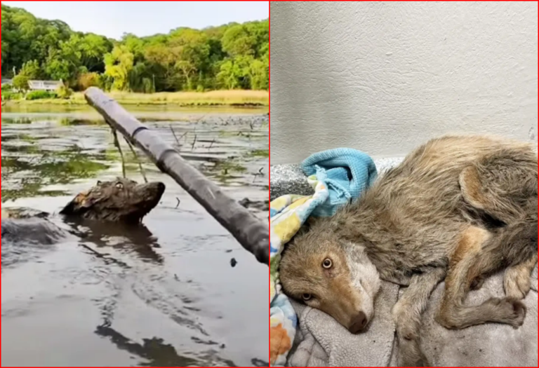 Injured Coyote is Rescued From Muddy Swamp in Long Island