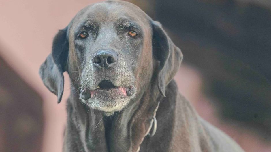 9 Ways Your Dog Physically Changes When They're About to Become Terminally Ill