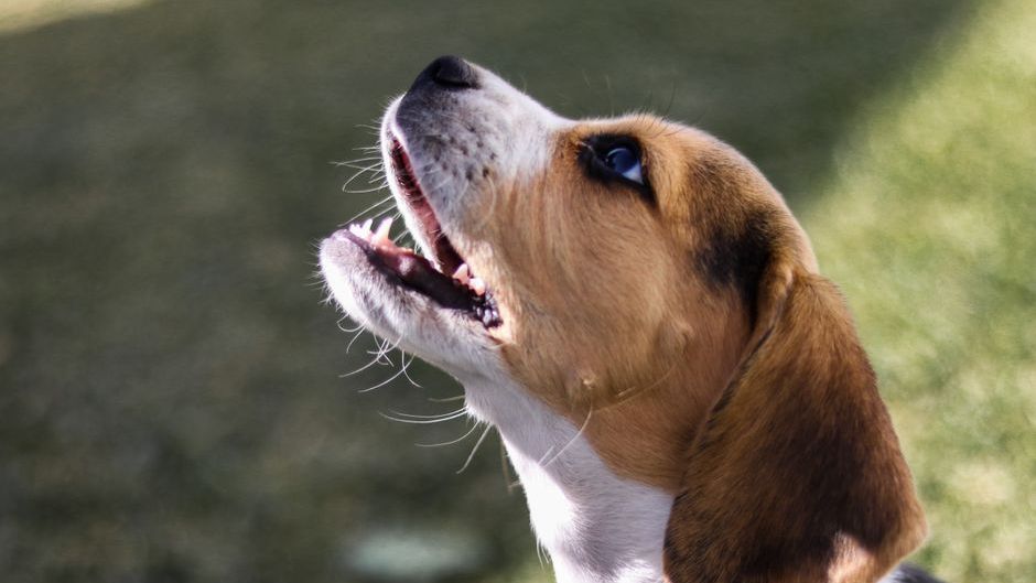 15 Dog Breeds That Take Being Apart From Their Owner the Hardest