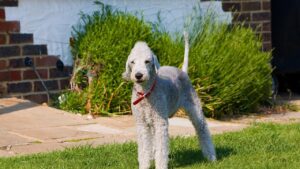 14 Dog Breeds With Bizarre Habits Even Their Owners Can't Explain