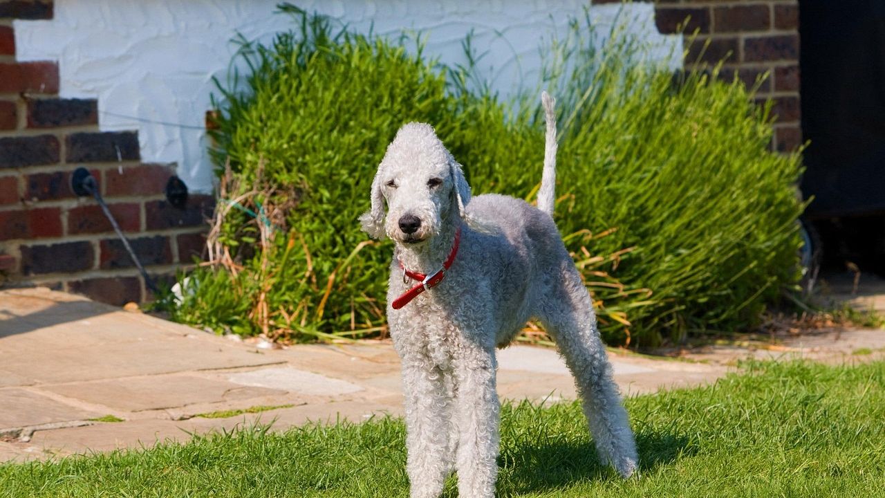 14 Dog Breeds With Bizarre Habits Even Their Owners Can't Explain